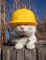 Cat Wearing Hard Hat